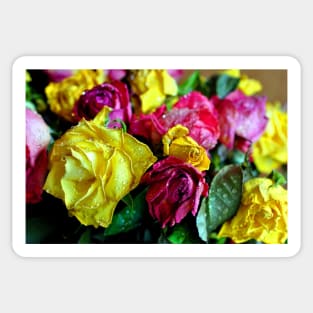 Yellow Pink Red Rose's Summer Flowers Sticker